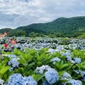 繡球花祭已到尾聲 把握時間山賞花吧