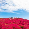 國營常陸海濱公園看紅咚咚的波波草