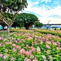 延平河濱公園「英式庭園」風格花海繽紛浪漫