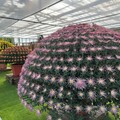 士林官邸菊展 必看焦點「大立菊」