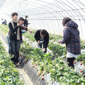 「草莓王國」栃木縣 採草莓樂趣多