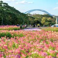 農曆春假河濱公園花海賞花走春!!