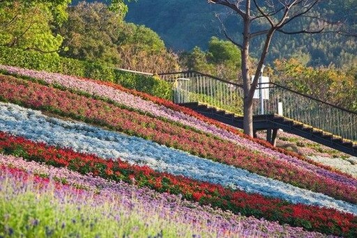 2025三層崎花海1月17日盛大開幕！