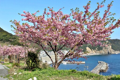 豐後水道河津櫻祭