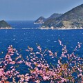 豐後水道河津櫻祭