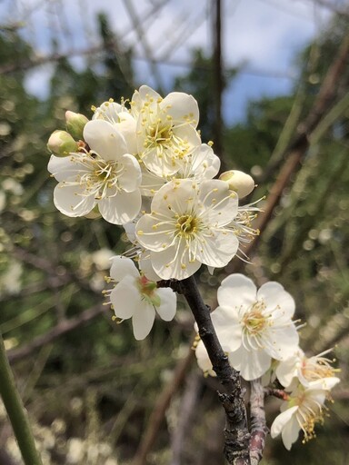 榮星花園公園梅花飄香