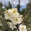 榮星花園公園梅花飄香