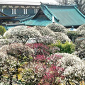 東京都 文京梅花祭