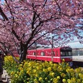 三浦海岸櫻花祭