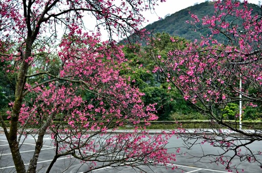 陽明山櫻花綻放