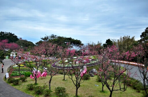 陽明山櫻花綻放