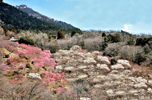 筑波山梅花祭