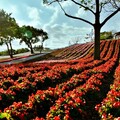 三層崎花海 彩色浪花海