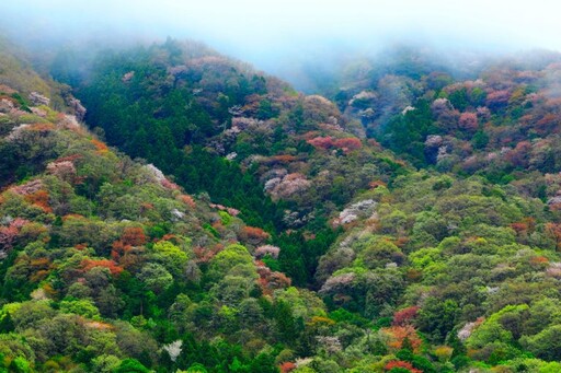 山櫻花之里 茨城櫻川市