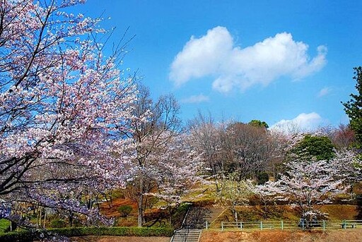 山櫻花之里 茨城櫻川市