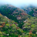 山櫻花之里 茨城櫻川市