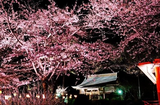 鬼怒川溫泉夜櫻點燈～鬼怒川萬華鄉～