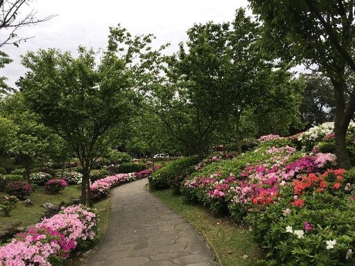 杜鵑花開滿城 賞花最應時