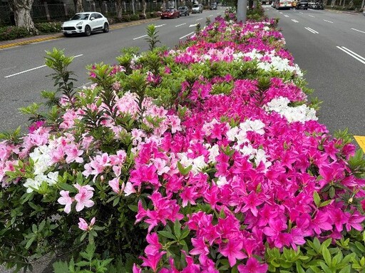 杜鵑花開滿城 賞花最應時