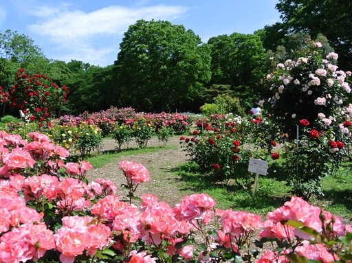 代代木公園春季玫瑰節