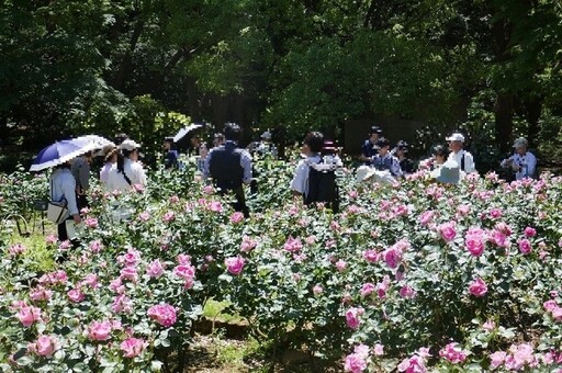 代代木公園春季玫瑰節