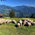 5月南投最對味 善用旅程規劃App與共享租車服務好康多