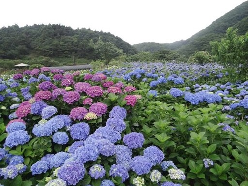2025竹子湖繡球花季
