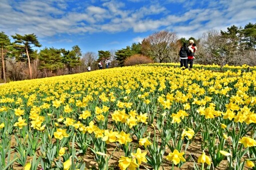 常陸海濱公園 黃澄澄的水仙花海