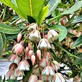 新生公園的水石榕盛開了