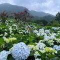 竹子湖繡球花接力盛開