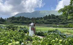 陽明山竹子湖 頂湖環狀步道賞繡球花