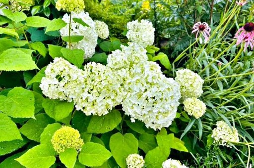 大和觀音「繡球花迴廊」