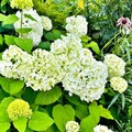 大和觀音「繡球花迴廊」