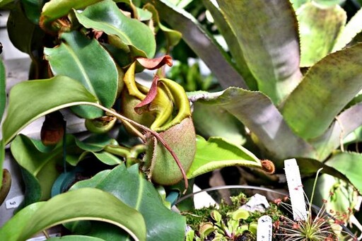 士林官邸雨林植物展 認識植物多樣性