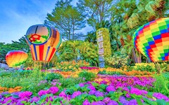 藝菊圓夢邀你五感體驗菊藝