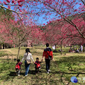 九族櫻花祭 早鳥優惠、花季套票限時線上開搶