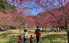 九族櫻花祭 早鳥優惠、花季套票限時線上開搶