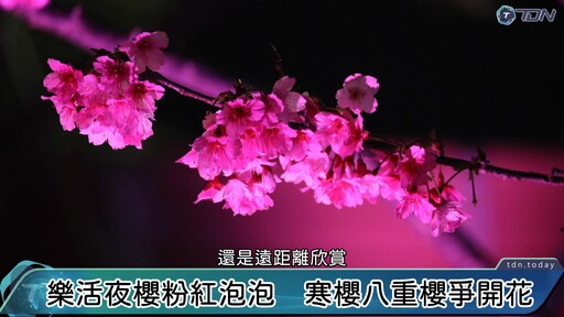 影／2024台北夜櫻季搶鮮看 粉紅泡泡浪漫破表