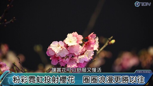影／2024台北夜櫻季搶鮮看 粉紅泡泡浪漫破表