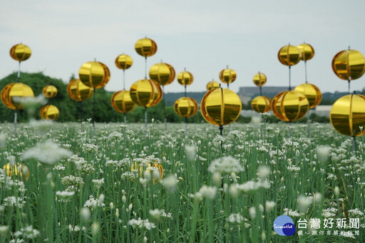 浪漫九月雪 大溪韭菜花季8/31盛大登場