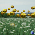 浪漫九月雪 大溪韭菜花季8/31盛大登場