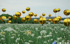 浪漫九月雪 大溪韭菜花季8/31盛大登場