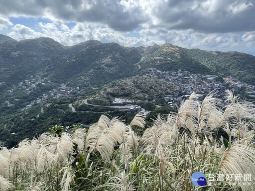 九份秋芒綻放飛舞 浪漫山海景致邀你來探索