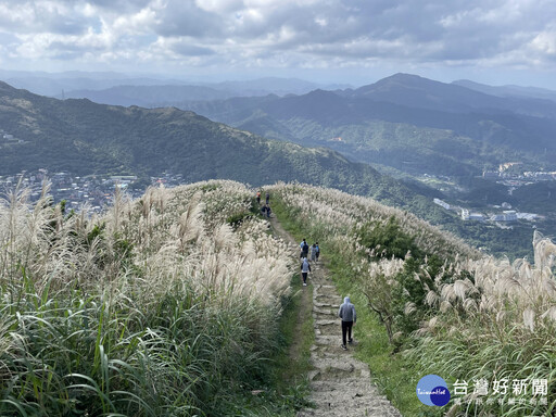 九份秋芒綻放飛舞 浪漫山海景致邀你來探索