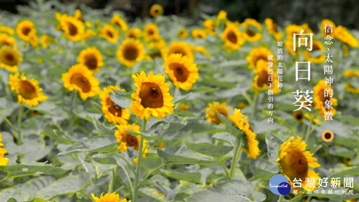 花漾台中四季花海驚豔登場 走訪五大花卉秘境