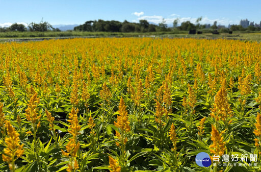 三重鴨鴨公園「花繪三重奏」 10萬盆花海與光雕夢幻登場