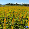 三重鴨鴨公園「花繪三重奏」 10萬盆花海與光雕夢幻登場