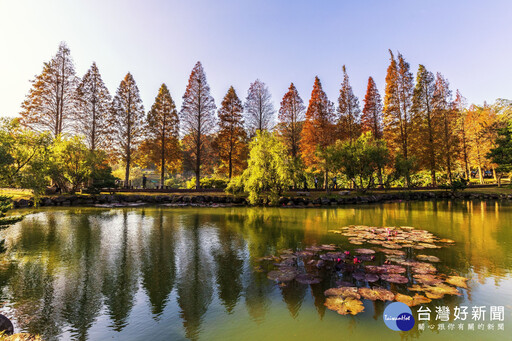 落羽松、楓紅美不勝收 竹縣冬季景點曝光