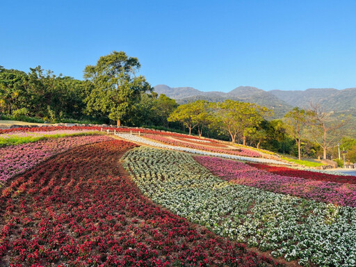 三層崎花海盛大開幕 邀全民賞花漫遊