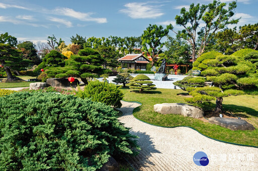 彰化走春景點 全台唯一日式庭園落羽松秘境